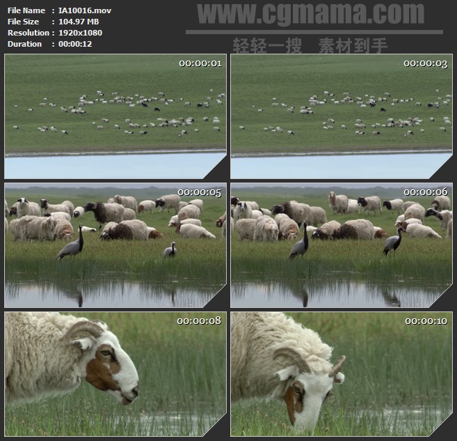 IA10016-大草原羊群吃草觅食丹顶鹤动物高清实拍视频素材