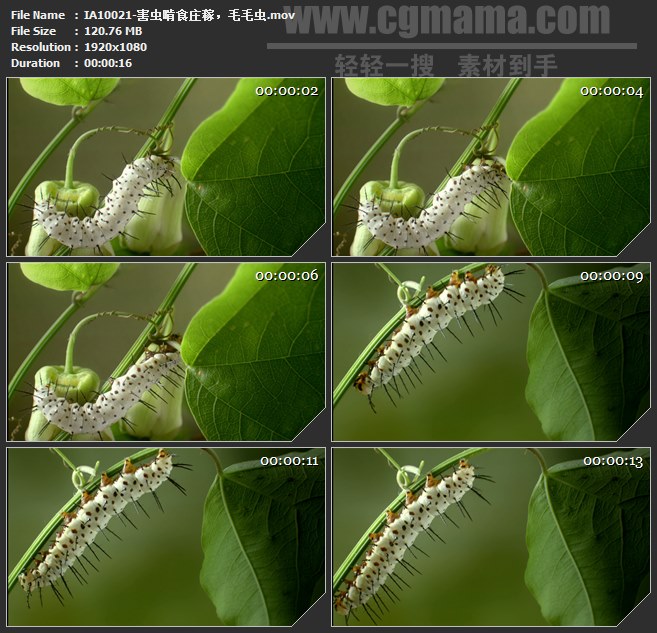 IA10021-害虫啃食庄稼树叶白色毛毛虫豆虫病虫害高清实拍视频素材