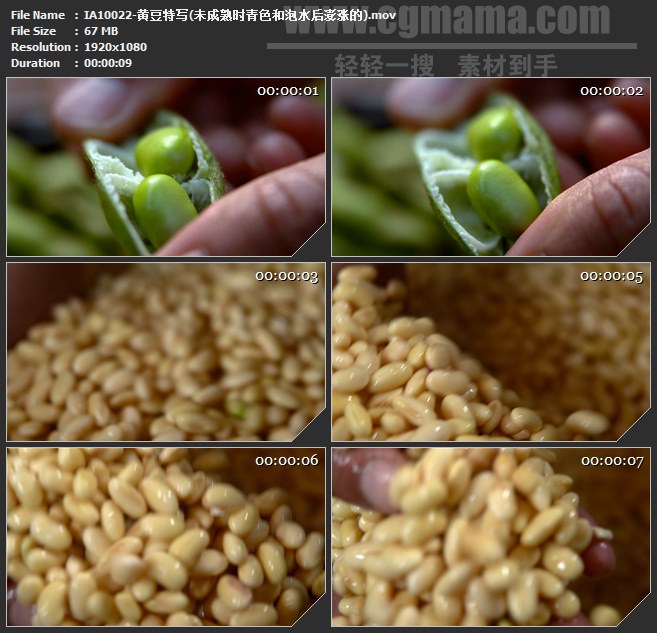 IA10022-豆荚青豆水泡黄豆豆子高清实拍视频素材