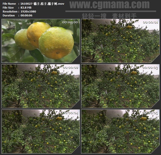 IA10027-橘子桔子柑橘橘子树桔园高清实拍视频素材