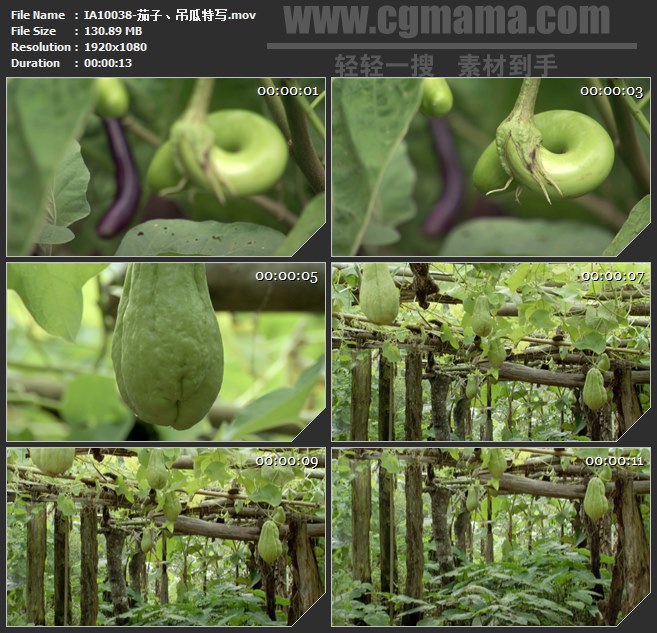 IA10038-有机菜园长茄子、吊瓜窝瓜特写高清实拍视频素材