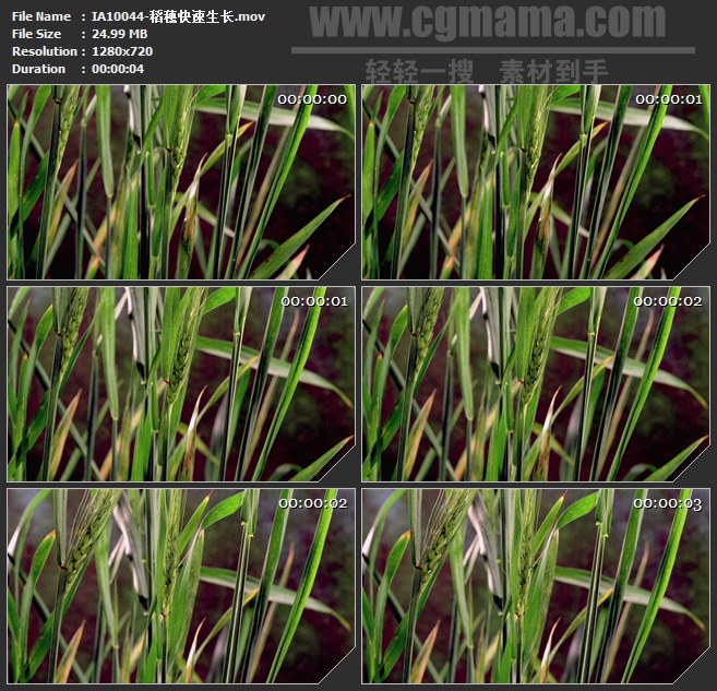 IA10044-麦子生长过程稻穗快速生长高清实拍视频素材
