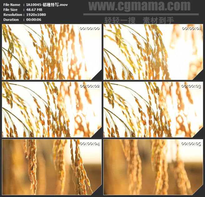 IA10045-成熟金黄色稻穗特写高清实拍视频素材