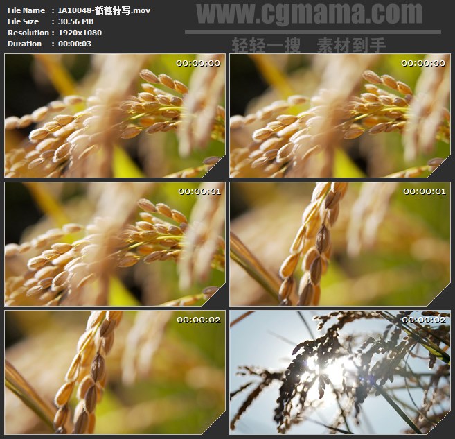 IA10048-成熟稻穗稻子果实特写高清实拍视频素材