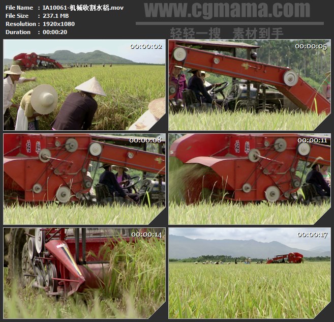 IA10061-机械联合收割机收割水稻高清实拍视频素材