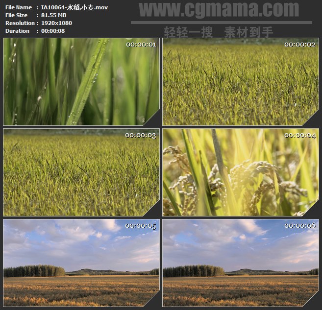IA10064-水稻小麦麦田农作物高清实拍视频素材