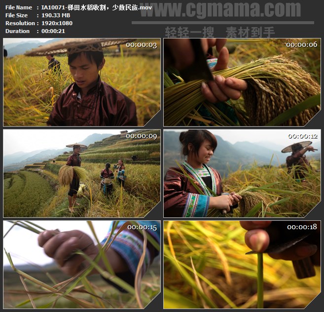 IA10071-梯田水稻收割少数民族高清实拍视频素材
