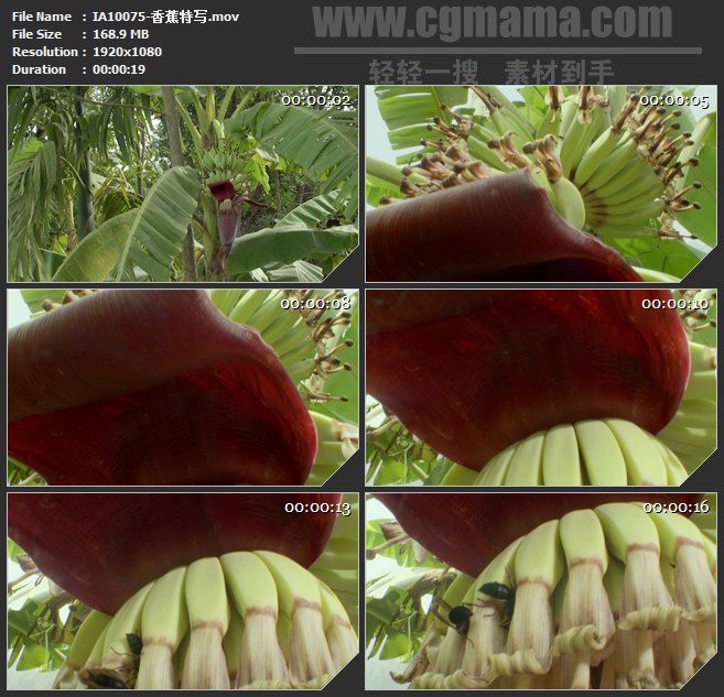 IA10075-香蕉树香蕉芭蕉蜜蜂采蜜特写高清实拍视频素材