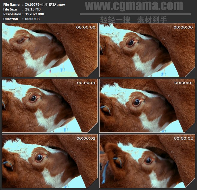 IA10076-小牛犊吃奶哺乳高清实拍视频素材