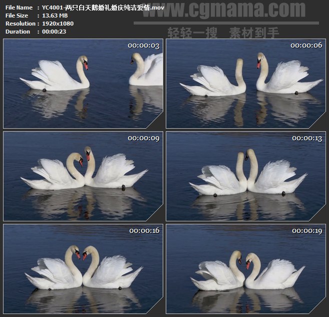 YC4001-两只白天鹅婚礼婚庆纯洁爱情高清实拍视频素材