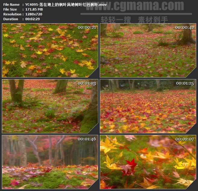 YC4095-落在地上的枫叶满地树叶红色枫叶高清实拍视频素材
