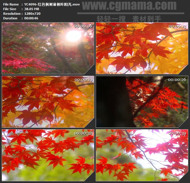 YC4096-红色枫树林枫叶阳光高清实拍视频素材