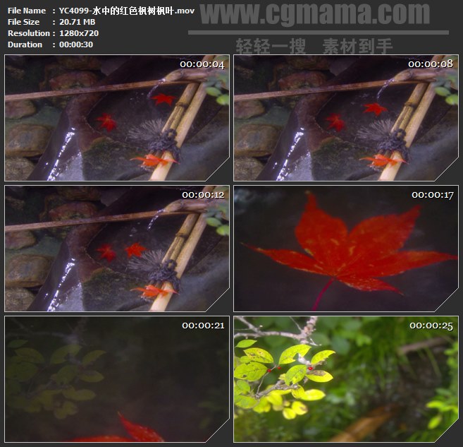 YC4099-水中的红色枫树枫叶高清实拍视频素材
