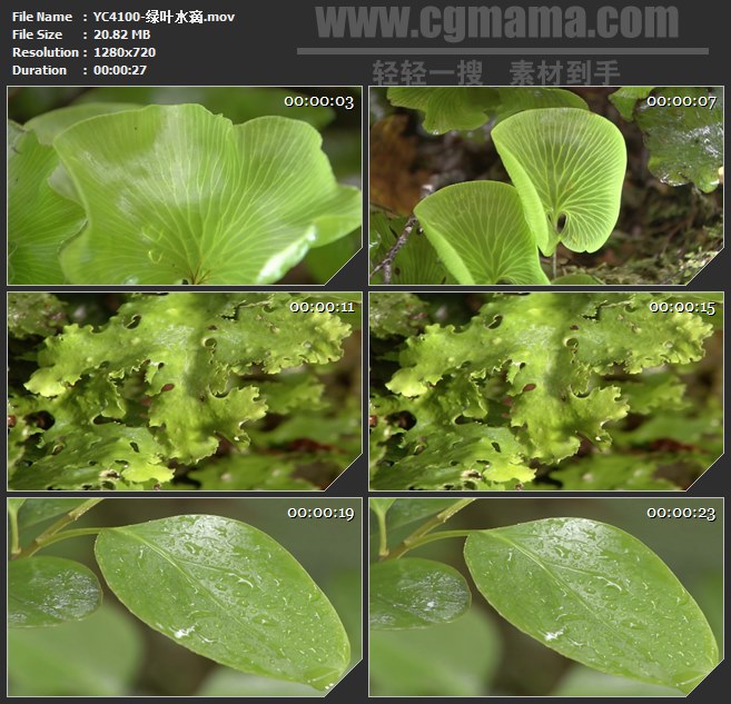 YC4100-绿叶水滴高清实拍视频素材