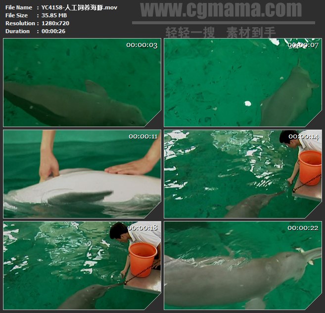 YC4158-人工饲养海豚高清实拍视频素材