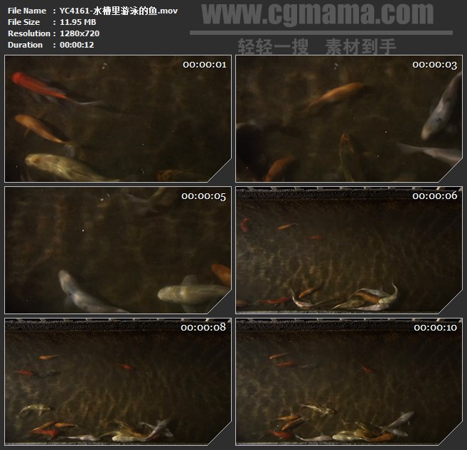 YC4161-水槽里游泳的鱼高清实拍视频素材