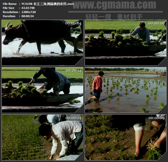 YC4198-长江三角洲插秧的农民高清实拍视频素材