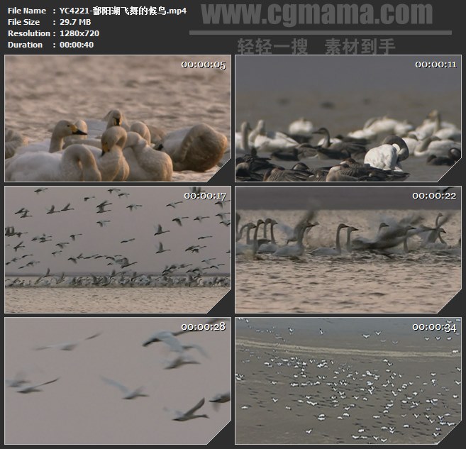 YC4221-鄱阳湖飞舞的候鸟高清实拍视频素材