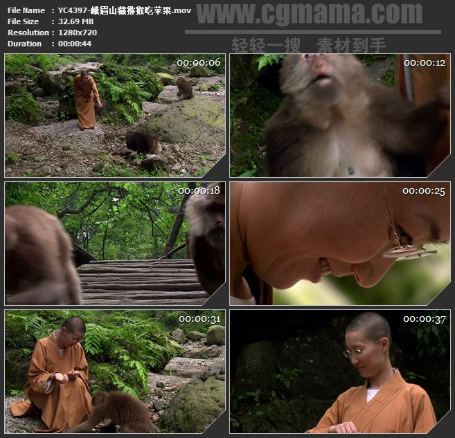 YC4397-峨眉山藏猕猴吃苹果高清实拍视频素材