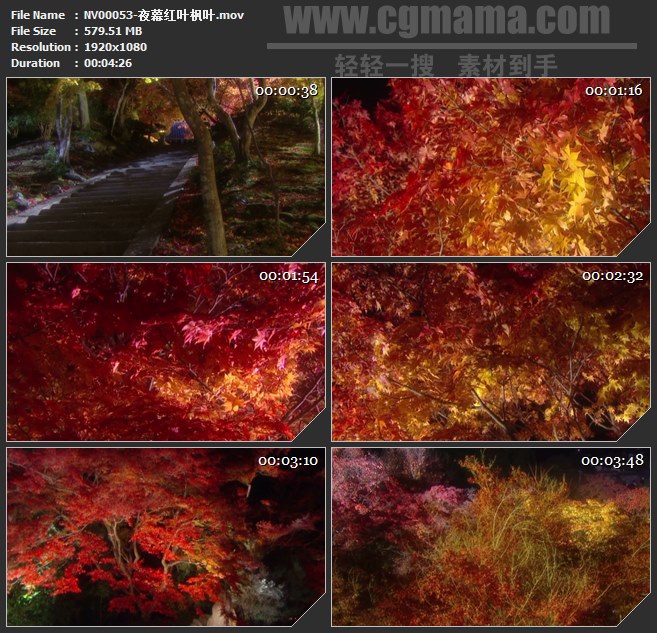 NV00053-夜幕红叶枫叶高清实拍视频素材