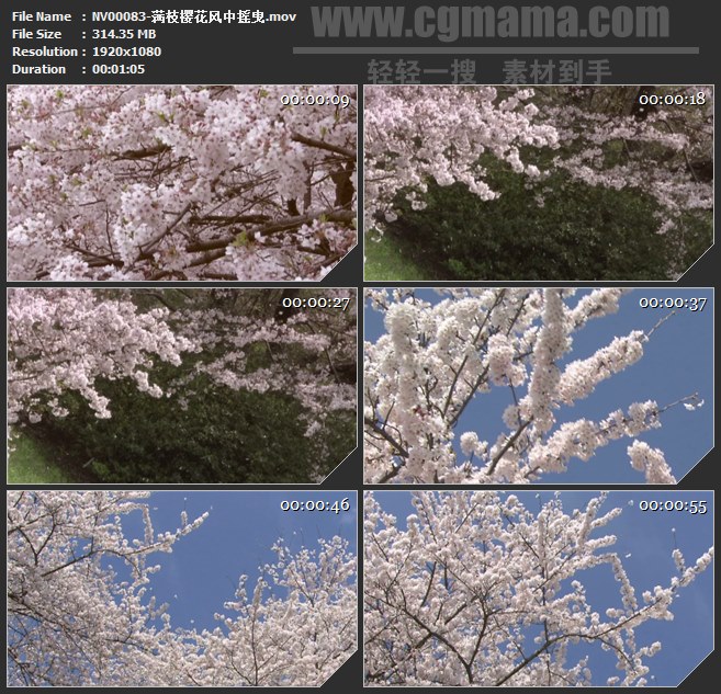 NV00083-满枝樱花风中摇曳高清实拍视频素材