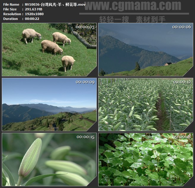 NV10036-台湾风光羊鲜花高清实拍视频素材