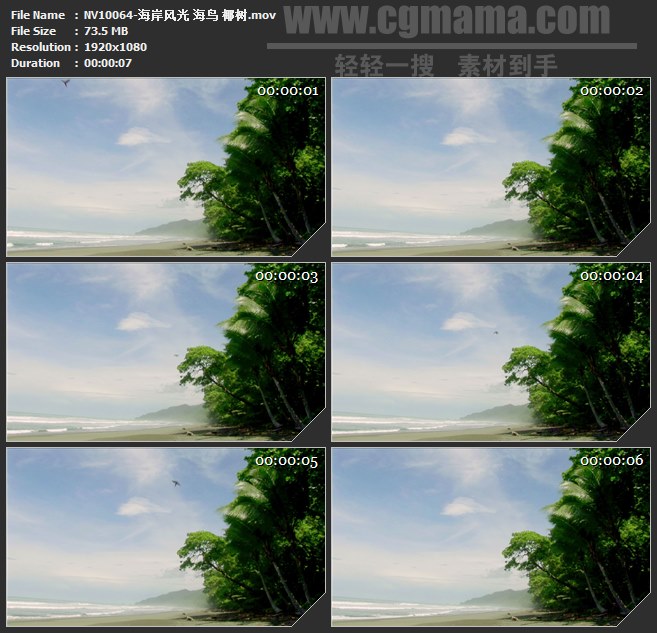 NV10064-海岸风光海鸟椰树高清实拍视频素材