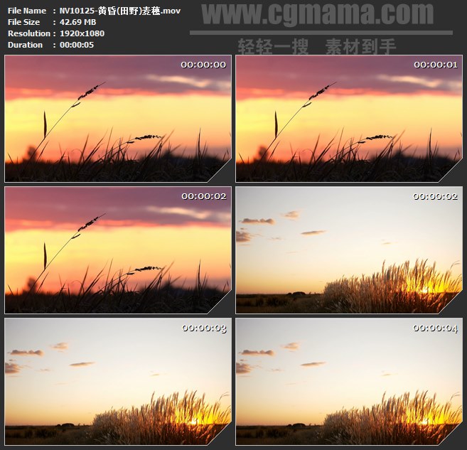 NV10125-黄昏田野麦穗自然美丽景观高清实拍视频素材