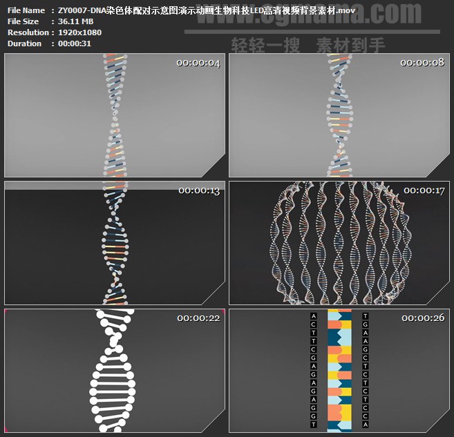 ZY0007-DNA染色体配对示意图演示动画生物科技LED高清视频背景素材