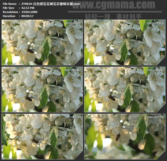 ZY0010-白色梨花花树花朵蜜蜂采蜜高清实拍视频素材