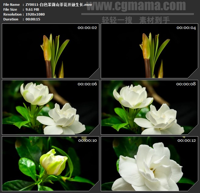 ZY0011-白色茉莉山茶花开放生长高清LED视频背景素材