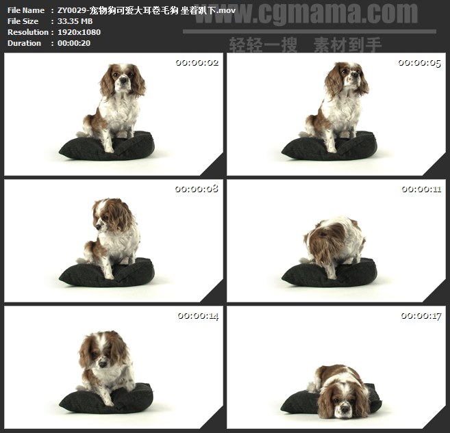 ZY0029-宠物狗可爱大耳卷毛狗 坐着趴下高清实拍视频素材