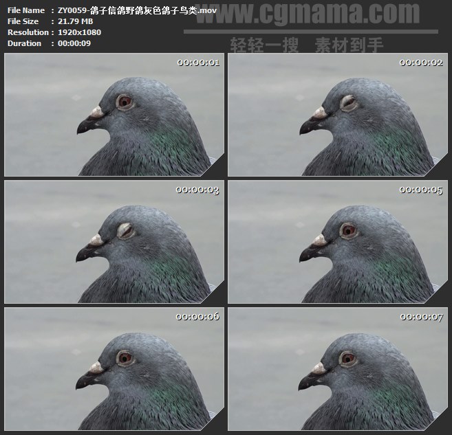 ZY0059-鸽子信鸽野鸽灰色鸽子鸟类高清实拍视频素材