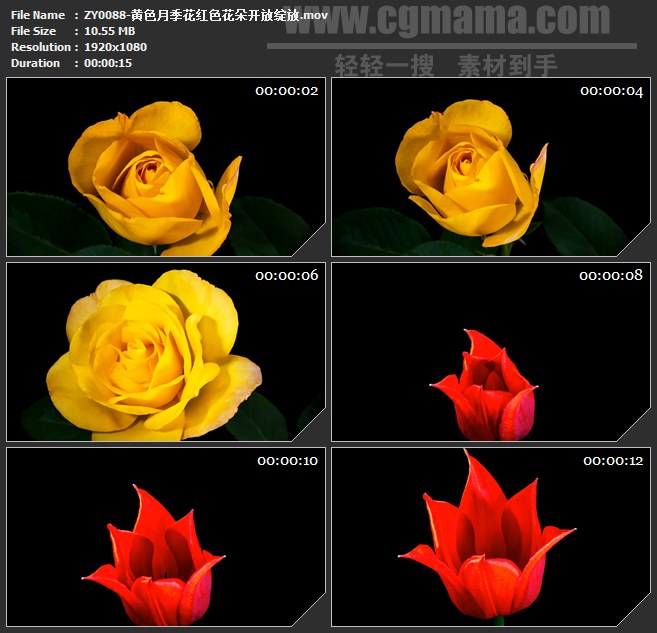 ZY0088-黄色月季花红色花朵开放绽放 高清实拍视频素材