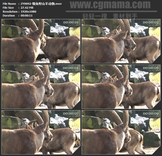 ZY0092-犄角野山羊动物 高清实拍视频素材