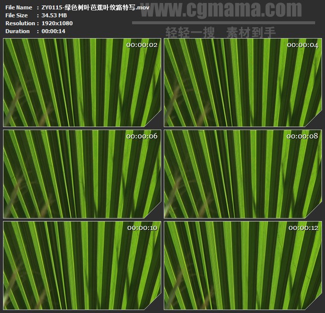 ZY0115-绿色树叶芭蕉叶纹路特写 高清实拍视频素材