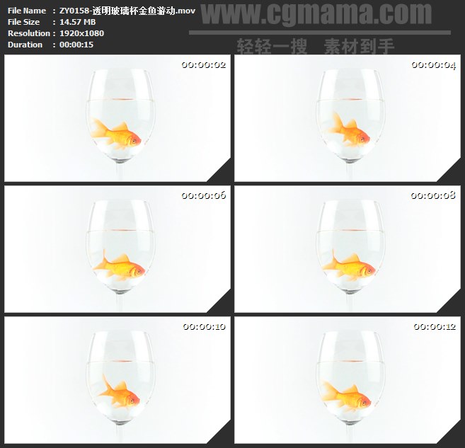 ZY0158-透明玻璃杯金鱼游动 高清实拍视频素材