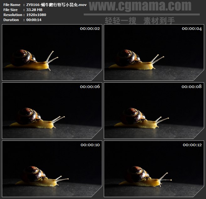ZY0166-蜗牛爬行特写小昆虫 高清实拍视频素材