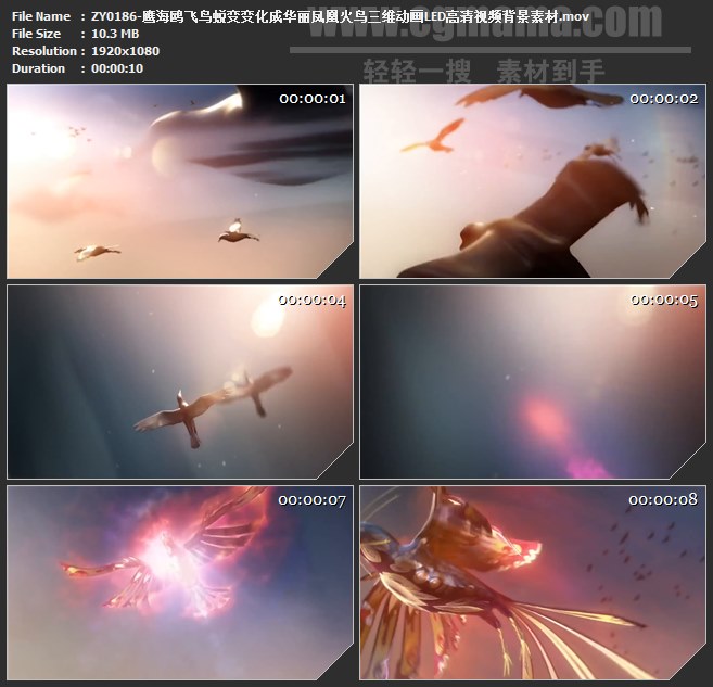 ZY0186-鹰海鸥飞鸟蜕变变化成华丽凤凰火鸟三维动画LED高清视频背景素材