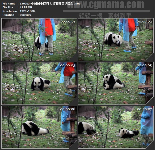 ZY0203-中国国宝两只大熊猫玩耍饲养员 高清实拍视频素材