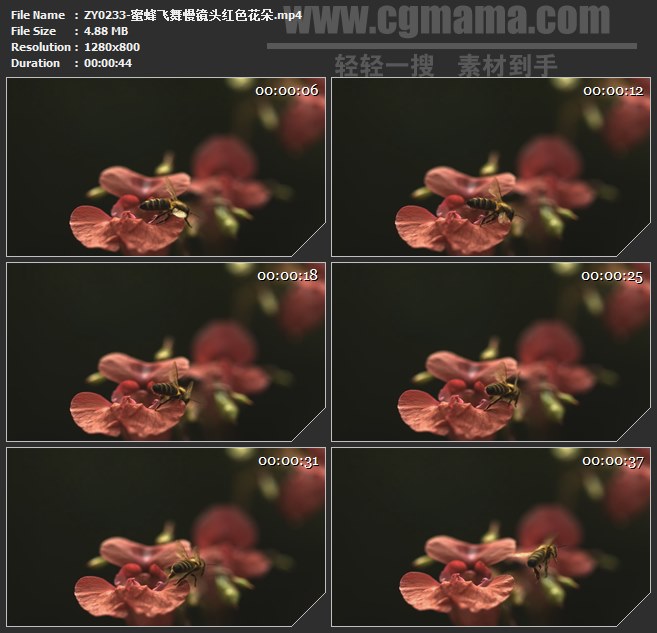 ZY0233-蜜蜂飞舞慢镜头红色花朵高清实拍视频素材