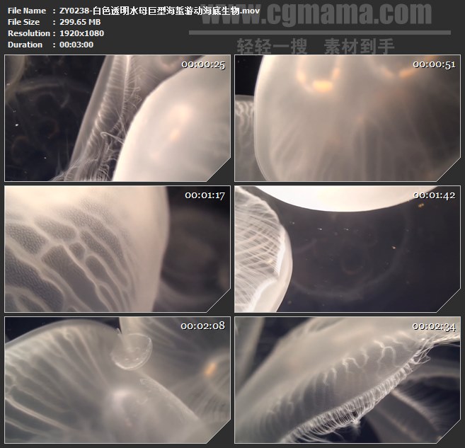 ZY0238-白色透明水母巨型海蜇游动海底生物 高清实拍视频素材
