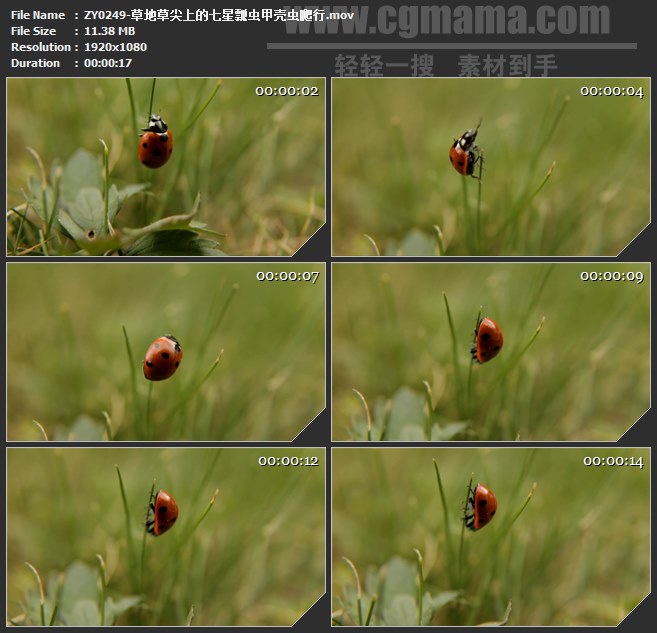 ZY0249-草地草尖上的七星瓢虫甲壳虫爬行 高清实拍视频素材