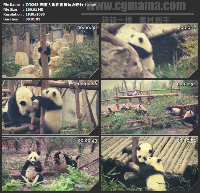 ZY0265-国宝大熊猫爬树玩耍吃竹子高清实拍视频素材