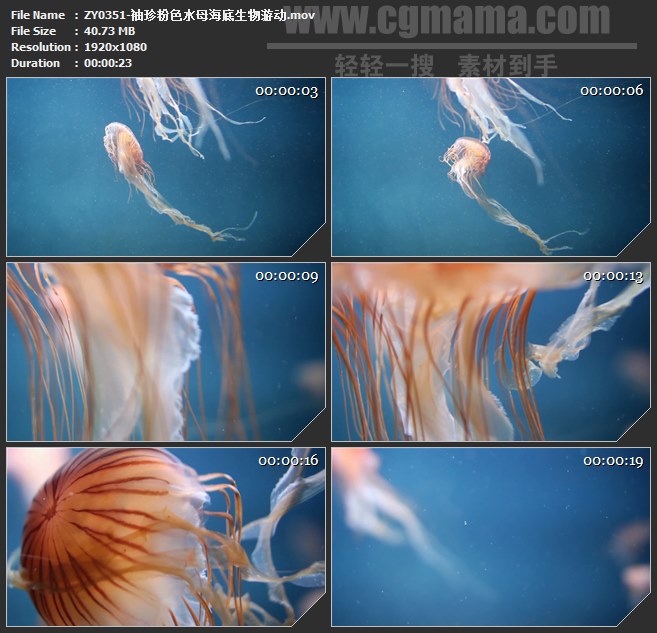 ZY0351-袖珍粉色水母海底生物游动 高清实拍视频素材