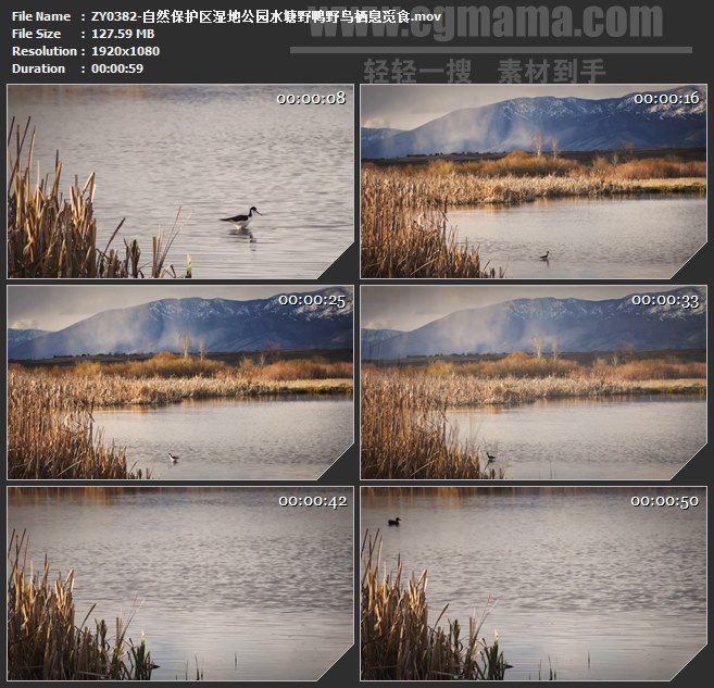 ZY0382-自然保护区湿地公园水塘野鸭野鸟栖息觅食 高清实拍视频素材