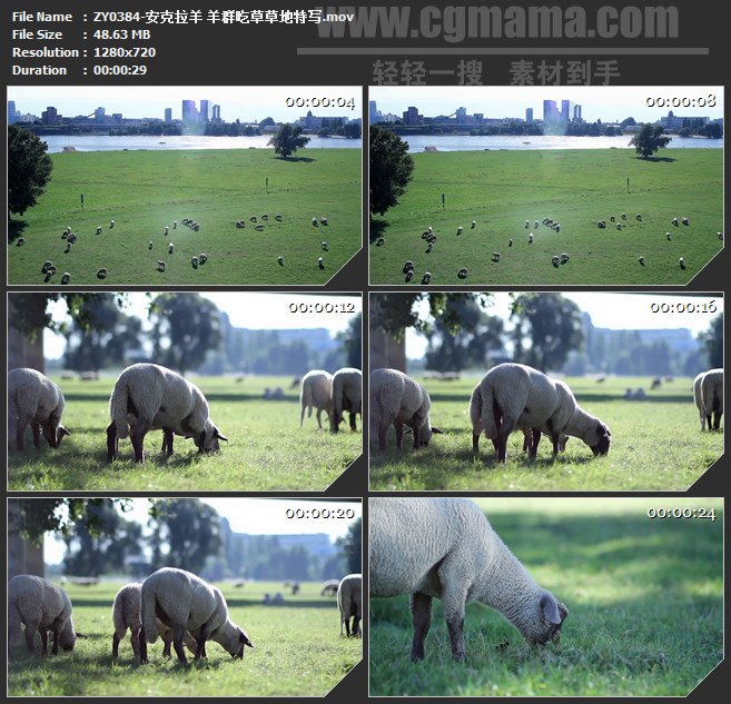 ZY0384-安克拉羊 羊群吃草草地特写 高清实拍视频素材
