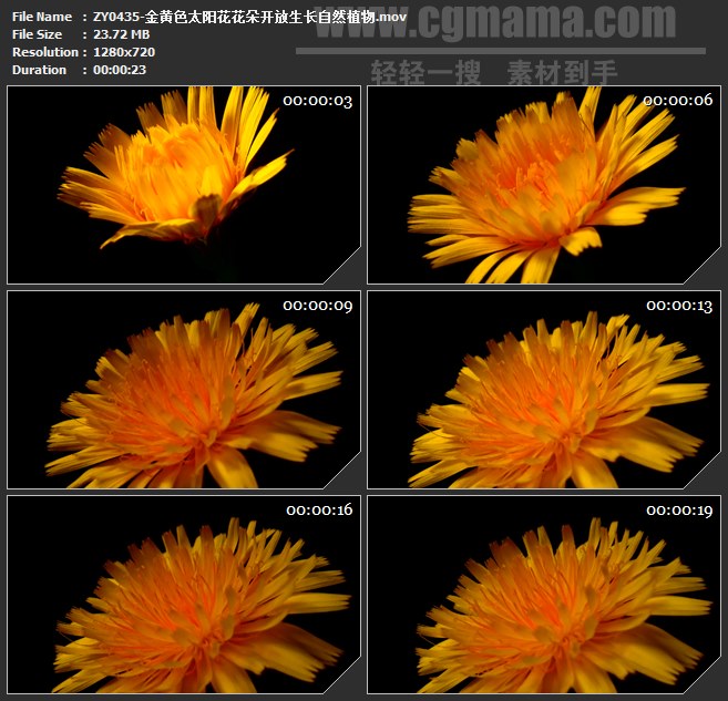 ZY0435-金黄色太阳花花朵开放生长自然植物 高清实拍视频素材