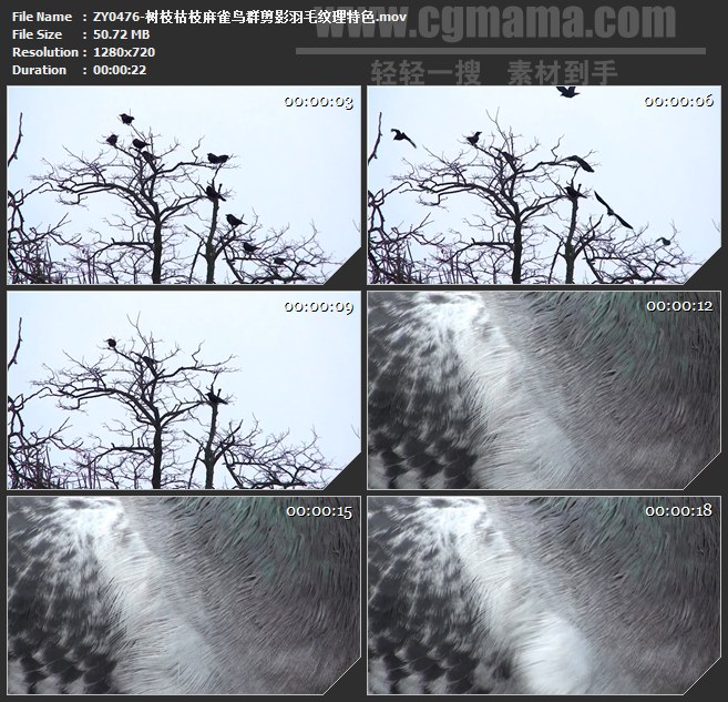 ZY0476-树枝枯枝麻雀鸟群剪影羽毛纹理特色 高清实拍视频素材