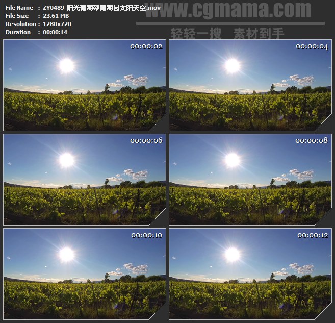 ZY0489-阳光葡萄架葡萄园太阳天空 高清实拍视频素材